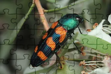 Castiarina vegeta