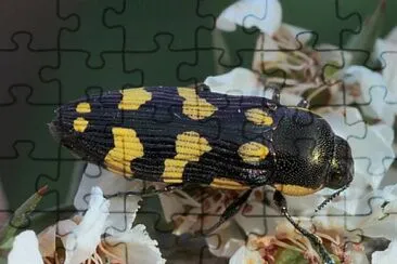 Castiarina victoriensis