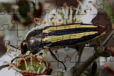 פאזל של Castiarina vittata