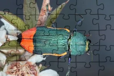 Castiarina kerremansi jigsaw puzzle