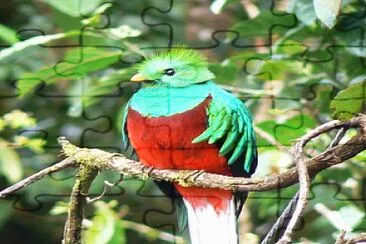 Quetzal jigsaw puzzle