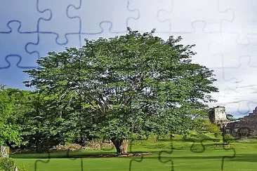 Ceiba jigsaw puzzle