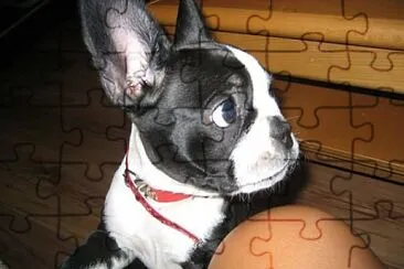 boston terrier jigsaw puzzle