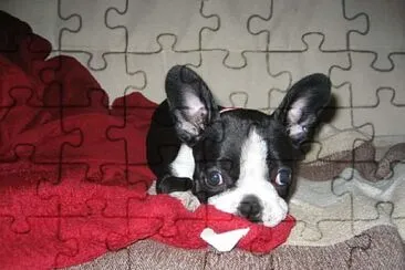 boston terrier jigsaw puzzle