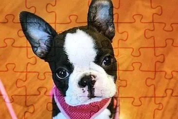 boston terrier jigsaw puzzle