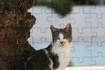 cat jigsaw puzzle