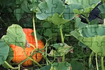 Pumpkin and leaves