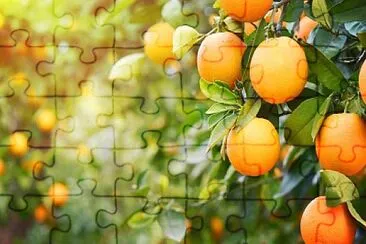 frutas jigsaw puzzle