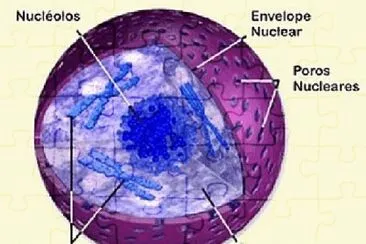 Nucleo