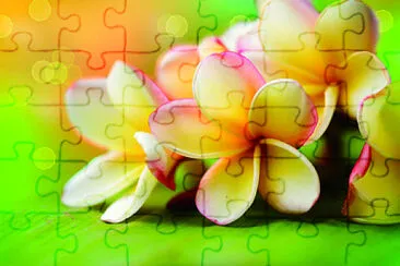 é›žè›‹èŠ± jigsaw puzzle