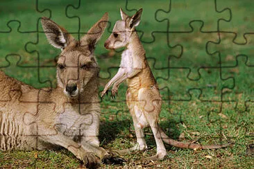 canguro cria jigsaw puzzle