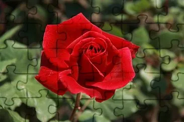 Foto jigsaw puzzle