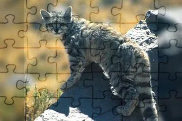 animales jigsaw puzzle