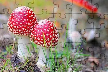 descripcion en hongos jigsaw puzzle