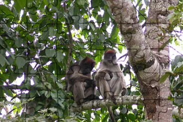 Colobo rosso dell 'uganda