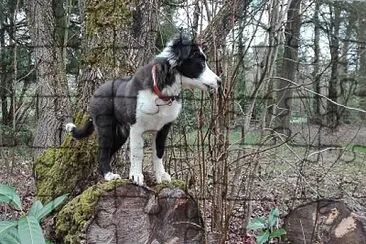 jeune border collie