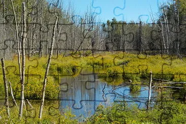 Pretty woods swamp   L jigsaw puzzle