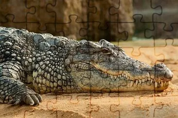 DESCUBRE EL REPTIL jigsaw puzzle