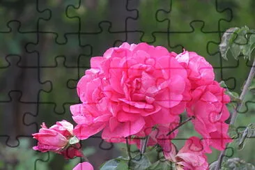 Pink roses jigsaw puzzle