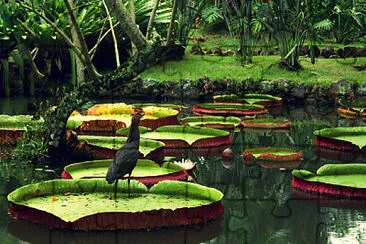 Vitoria Regia - Amazonas - Brasil jigsaw puzzle