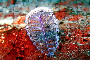 Pennatulacea jigsaw puzzle