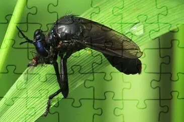 Dioctria atracapilla jigsaw puzzle