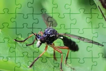 Dioctria cothurnata jigsaw puzzle