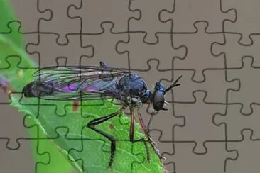 Dioctria hyalipennis jigsaw puzzle