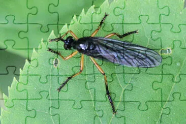 Dioctria oleandica jigsaw puzzle