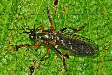 Dioctria rufipes jigsaw puzzle