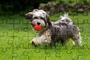 Characterictics jigsaw puzzle