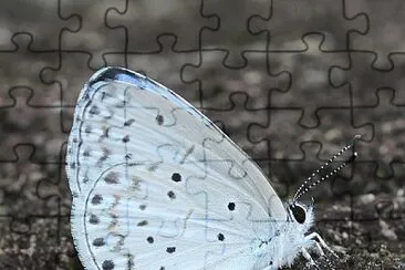 Celastrina argiolus jigsaw puzzle