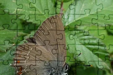 Satyrium esculi jigsaw puzzle