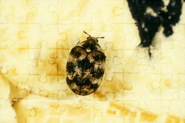 Anthrenus museorum