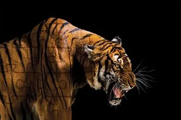 tigre jigsaw puzzle