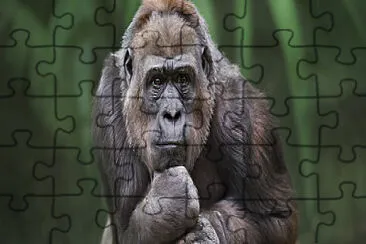 macaco jigsaw puzzle