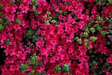 flores - Azalea jigsaw puzzle