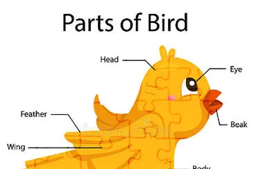 PARTS OF BIRDS