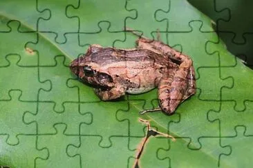 Craugastor berkenbuschii jigsaw puzzle