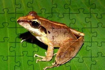 Craugastor longilostris jigsaw puzzle