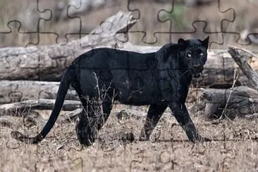 Black Panther jigsaw puzzle