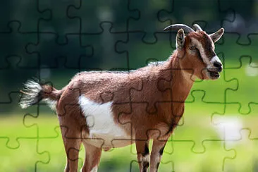 Goat jigsaw puzzle