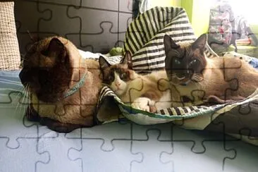 Gato SiamÃ©s jigsaw puzzle