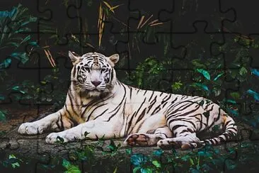 Tigru in jungla jigsaw puzzle