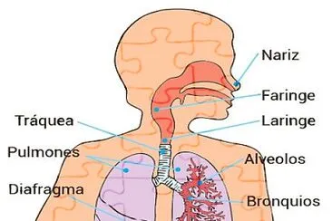 sistema respiratorio