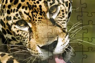 Big Cat jigsaw puzzle