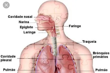 Sistema respiratÃ³rio