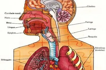 Sistema respiratÃ³rio