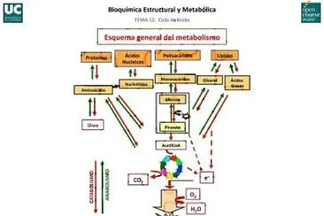 פאזל של ESQUEMA GENERAL DEL METABOLISMO