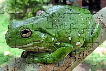 Litoria caerulea